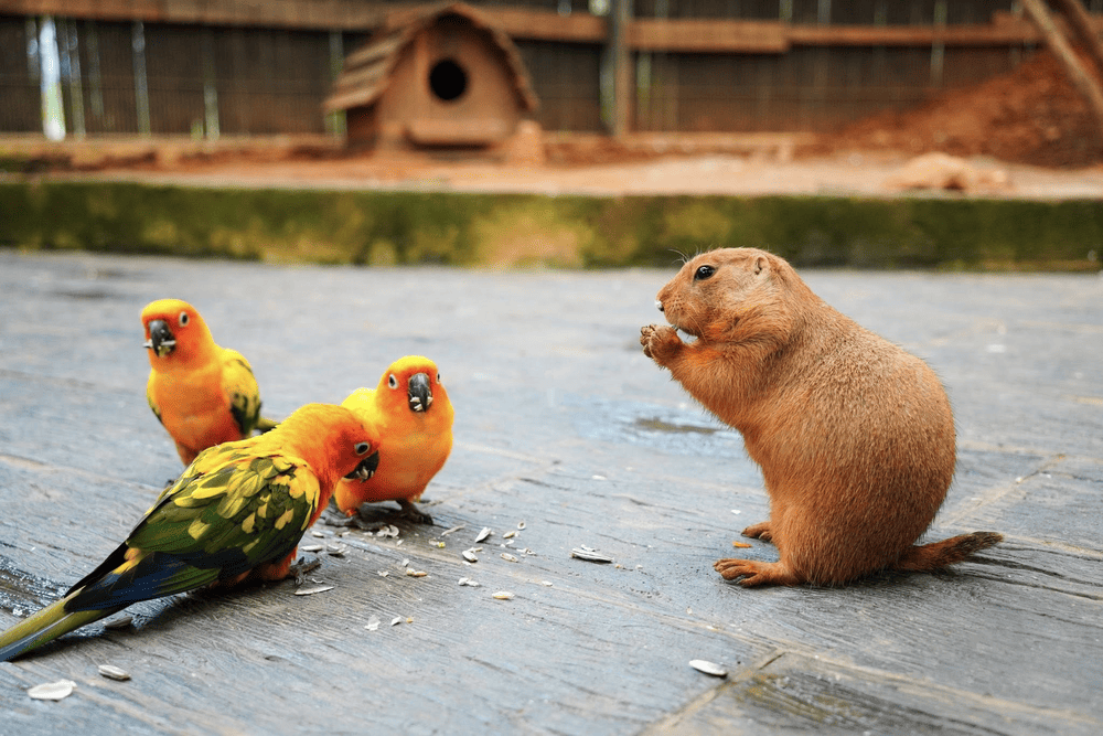 Home to gentle sheep, goats, rabbits, and ponies, this interactive zoo is perfect for family fun, educational play, and nature-lovers seeking peace (Source: Fanpage Mongo Land - Dalat)
